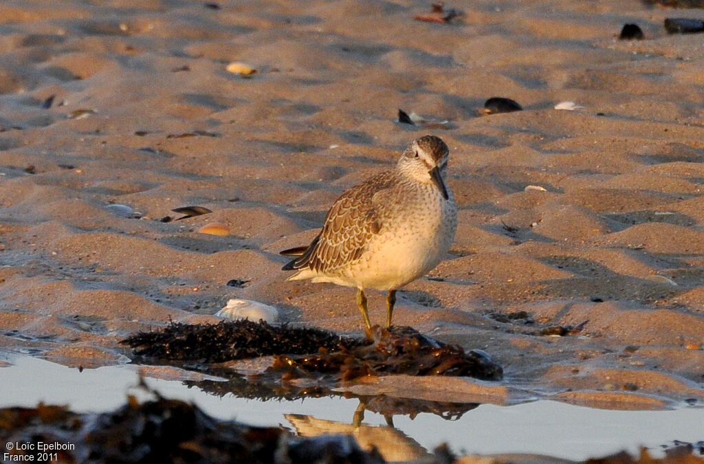 Red Knot