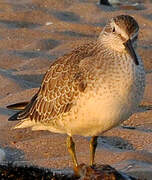 Red Knot