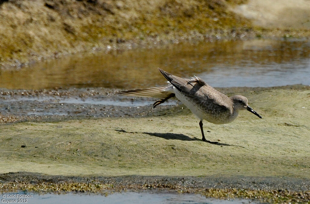 Bécasseau maubèche