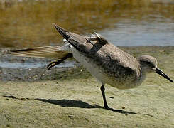 Red Knot