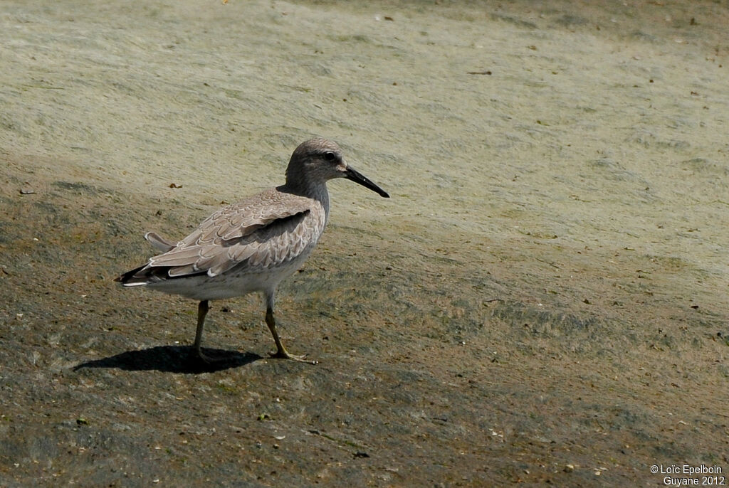 Red Knot