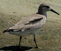 Red Knot