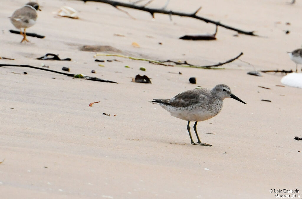 Red Knot