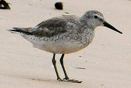 Red Knot