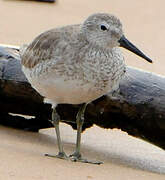 Red Knot