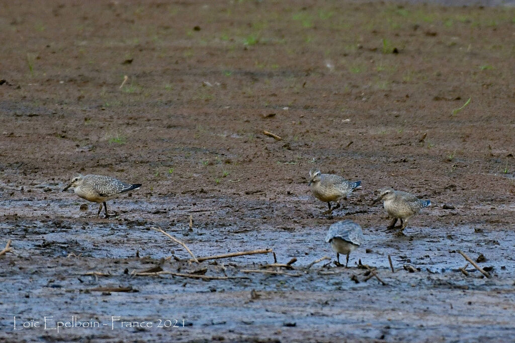 Red Knot