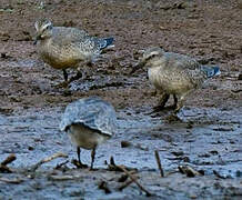 Red Knot