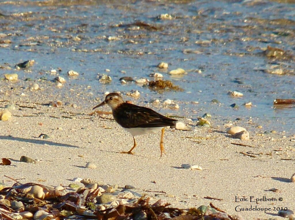 Least Sandpiper