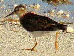 Least Sandpiper