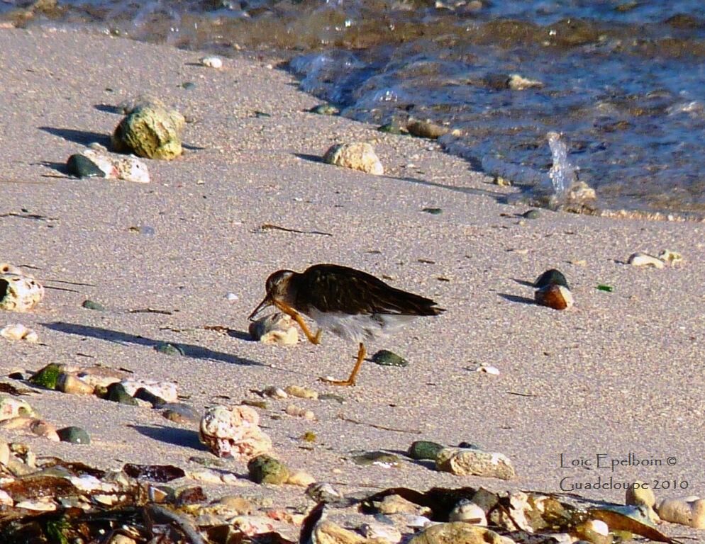 Least Sandpiper