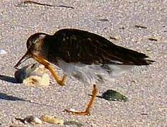 Least Sandpiper