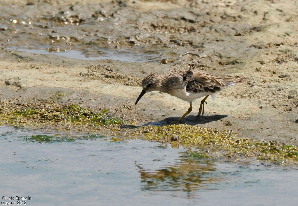 Least Sandpiper