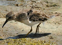 Least Sandpiper