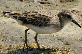 Least Sandpiper