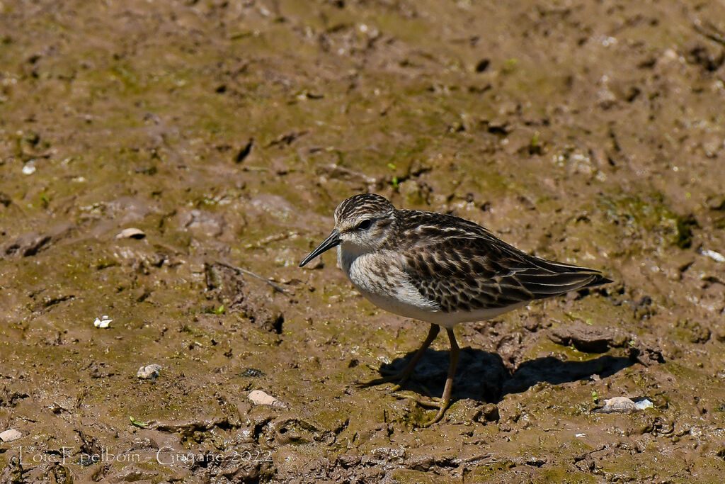 Least Sandpiper