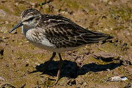 Least Sandpiper