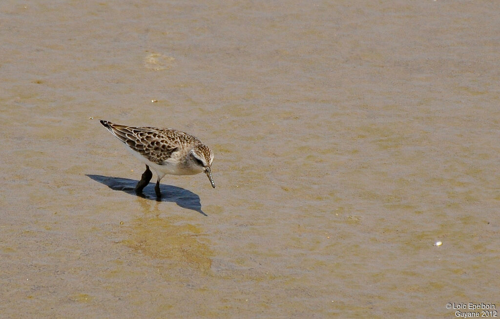 Least Sandpiper