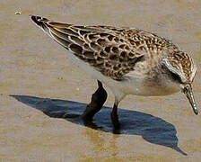 Least Sandpiper