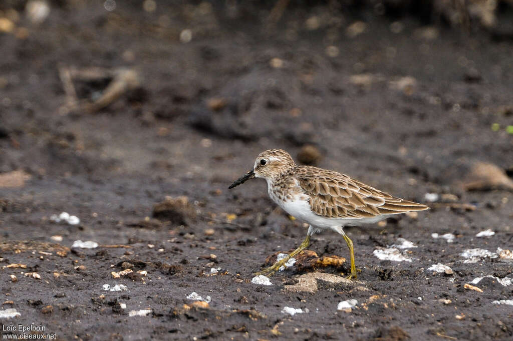 Least Sandpiperadult post breeding, identification