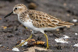 Least Sandpiper