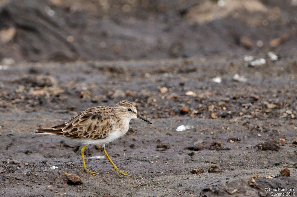 Least Sandpiper