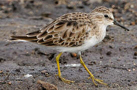 Least Sandpiper