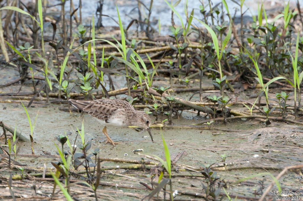 Least Sandpiper