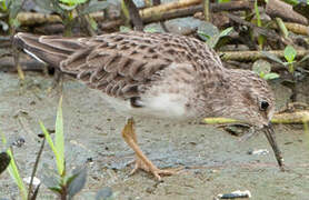 Least Sandpiper