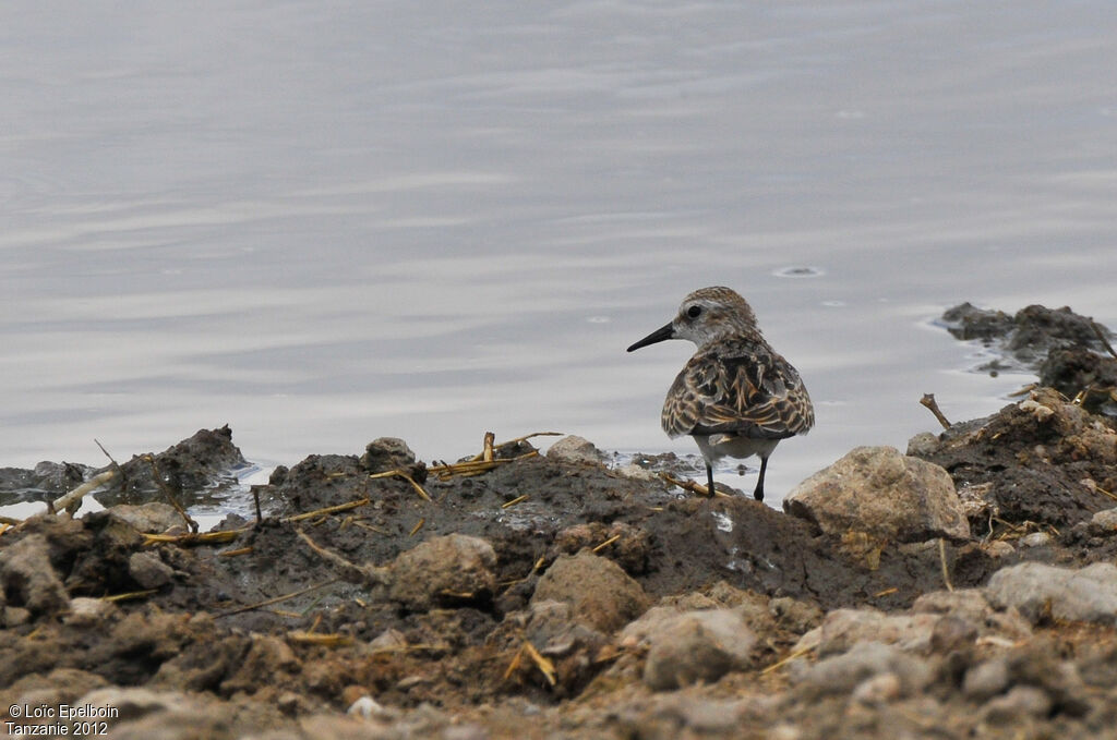 Little Stint