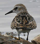 Little Stint