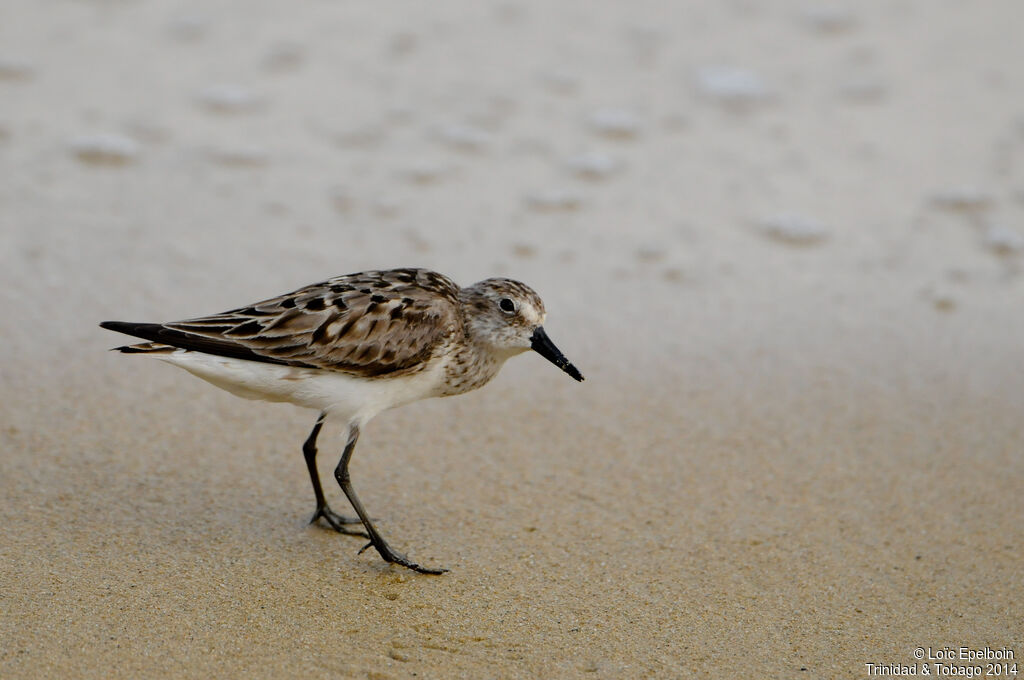 Bécasseau sanderling