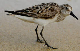 Sanderling