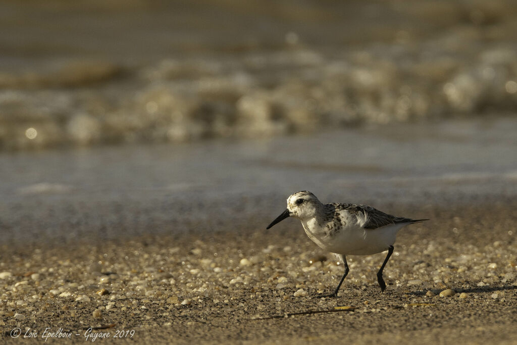 Sanderling