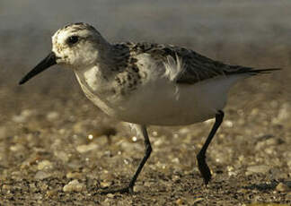 Bécasseau sanderling