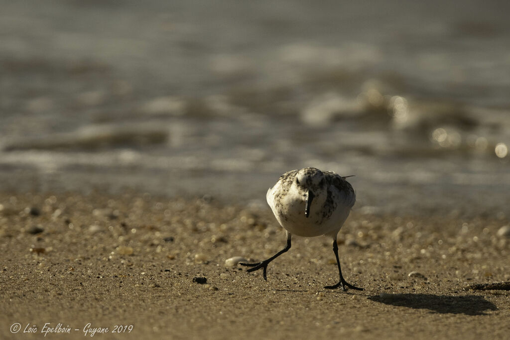 Sanderling