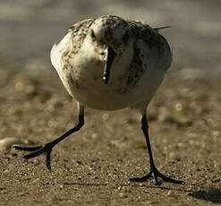 Bécasseau sanderling