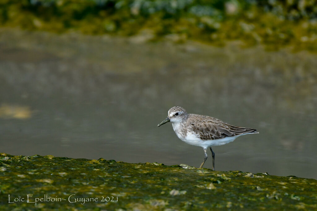 Bécasseau sanderling