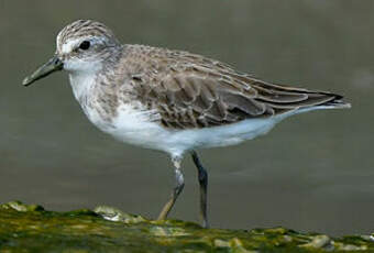 Bécasseau sanderling