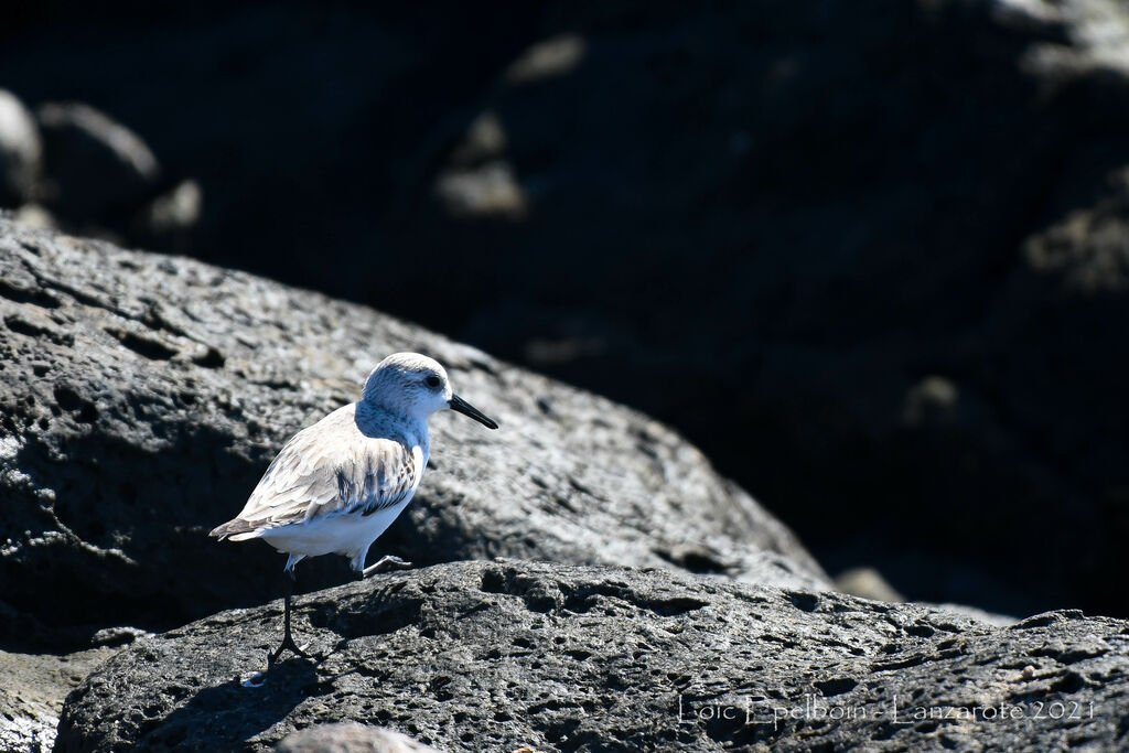 Sanderling