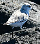 Bécasseau sanderling