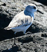 Sanderling