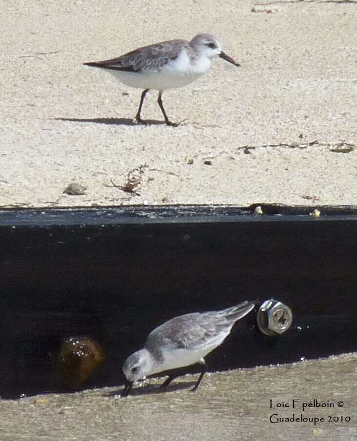 Bécasseau sanderling