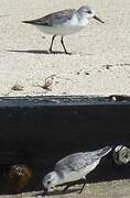 Bécasseau sanderling