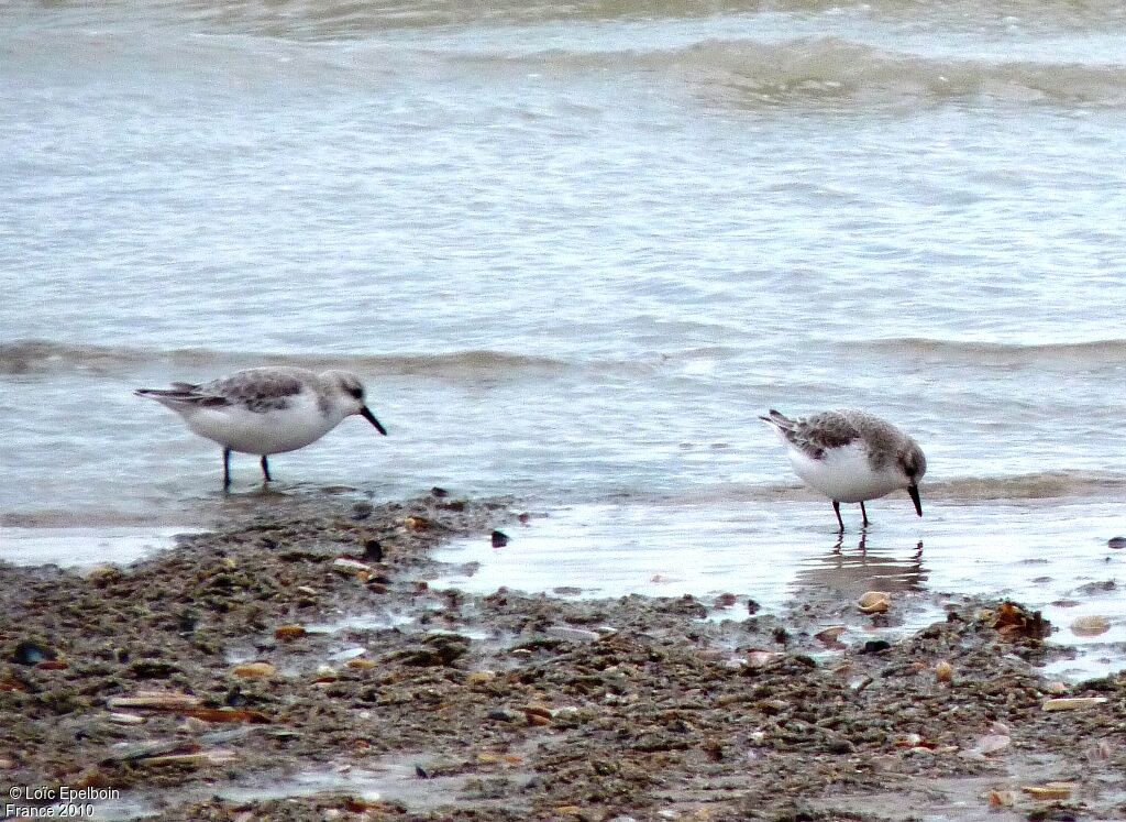 Bécasseau sanderling