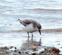 Bécasseau sanderling