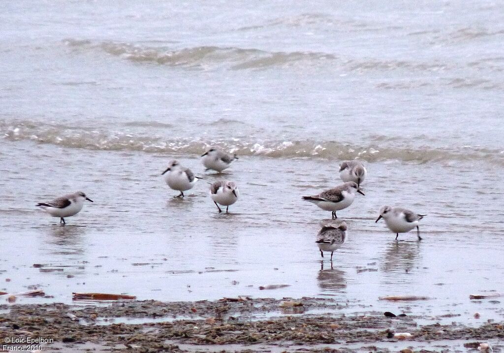 Bécasseau sanderling