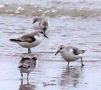 Bécasseau sanderling