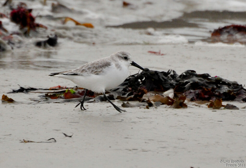 Sanderling