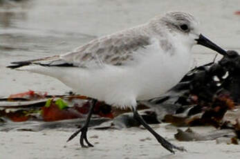 Bécasseau sanderling