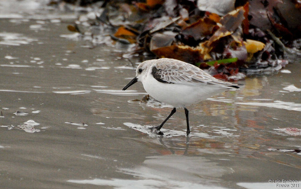 Sanderling